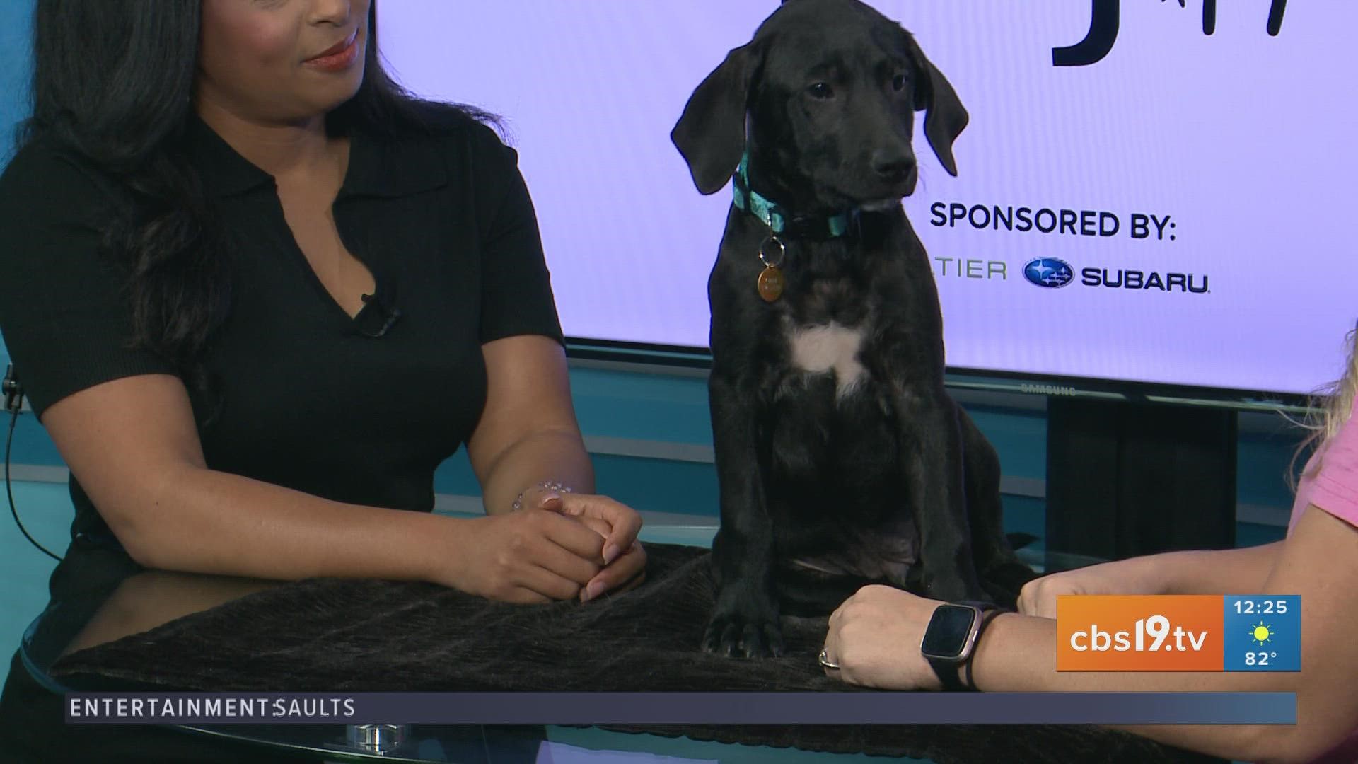 To adopt this sweet pup, visit spcaeasttx.com.