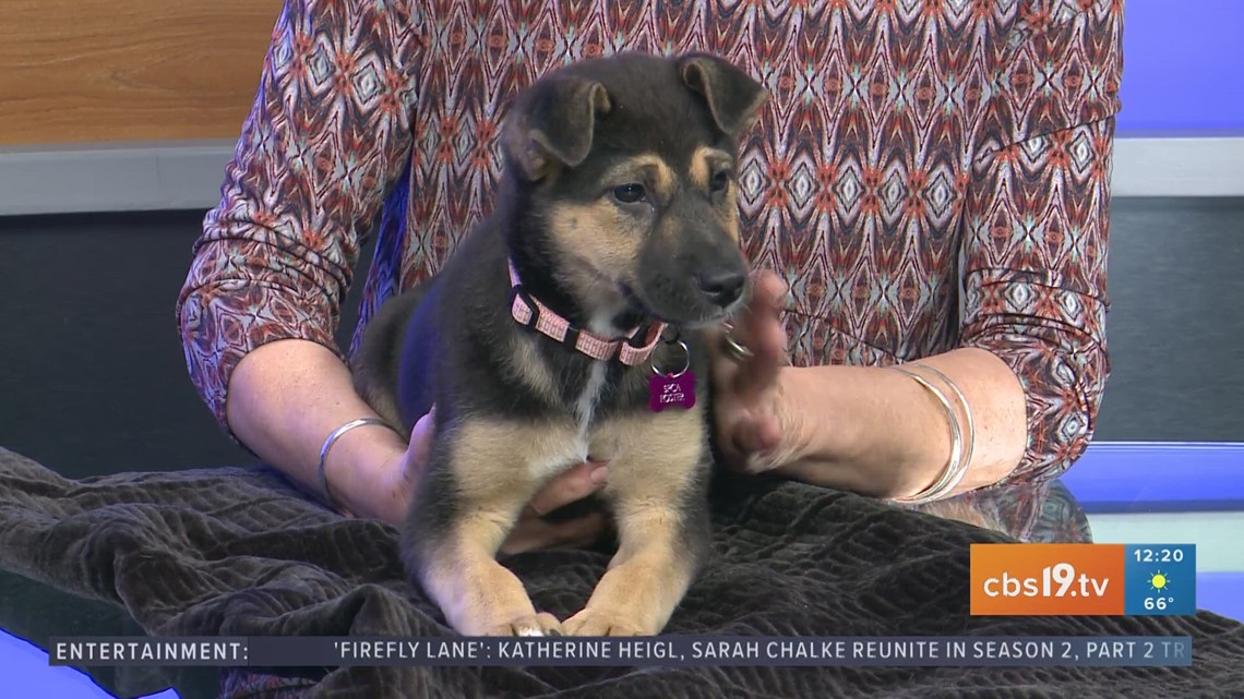 TUESDAY TAILS: Meet Tina from the SPCA of East Texas