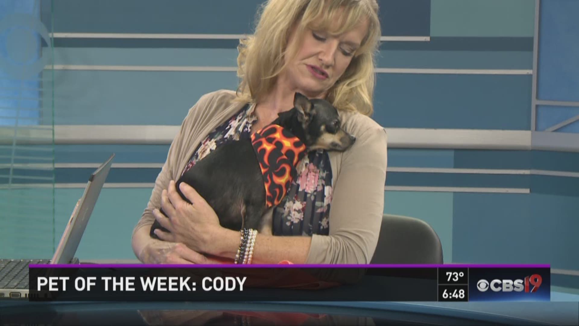 Meet Cody, a 1-year-old Chihuahua mix ready for a new home.