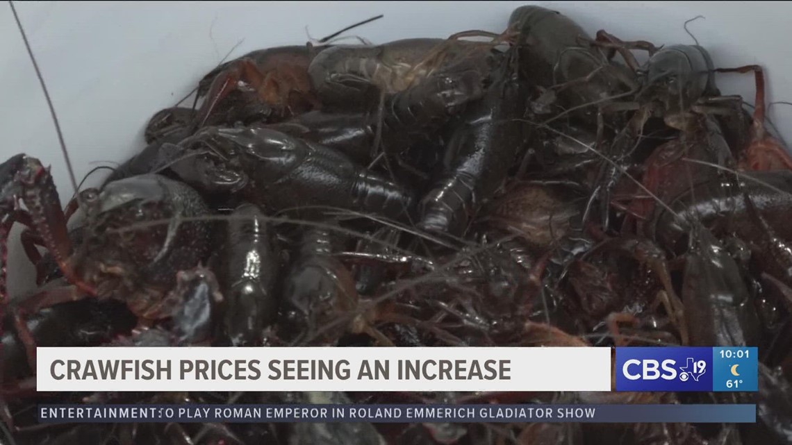 Crawfish prices see increase early in the season