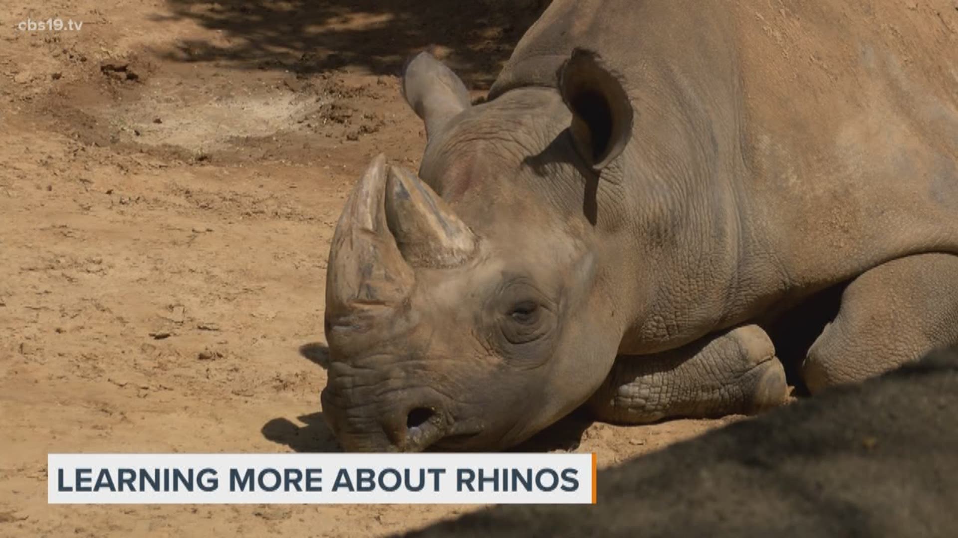 Caldwell Zoos conservation and breading efforts of Black Rhinos efforts