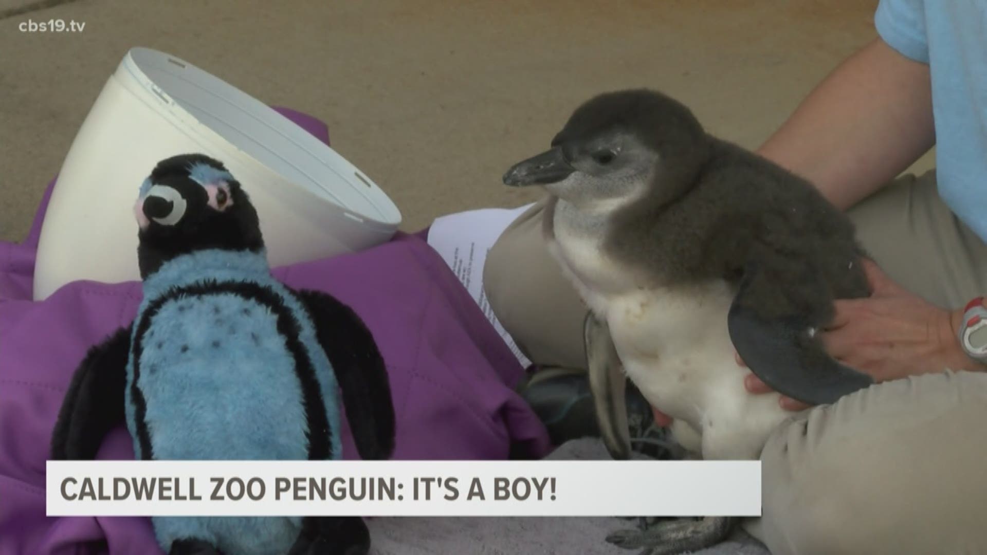 The zoo is holding a contest to name the penguin. The winning name will be announced on May 4.