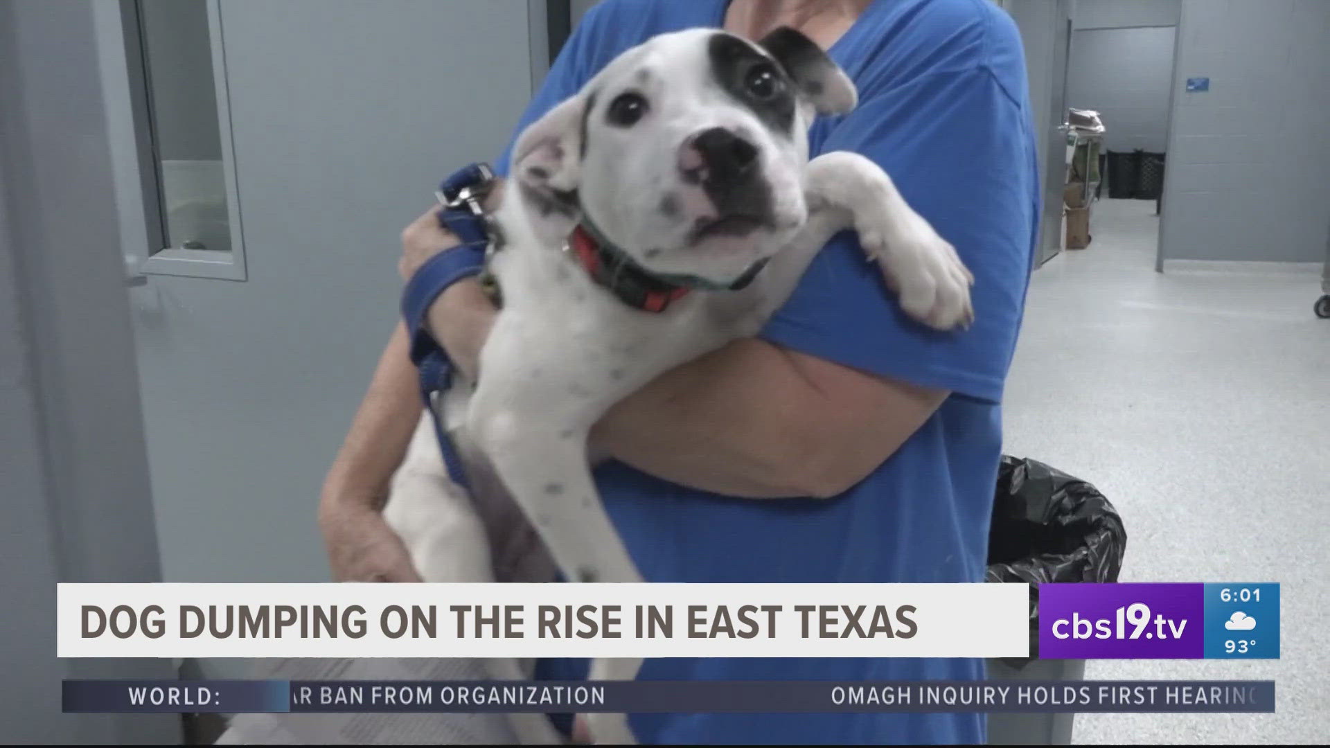 SPCA of East Texas is seeing a spike in calls of reported dog dumping. Executive director Emily Heglund says they get calls everyday about dogs being dropped off.