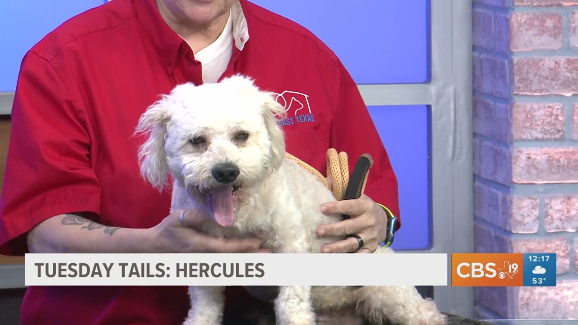 Meet Hercules from the SPCA of East Texas - Vimarsana News