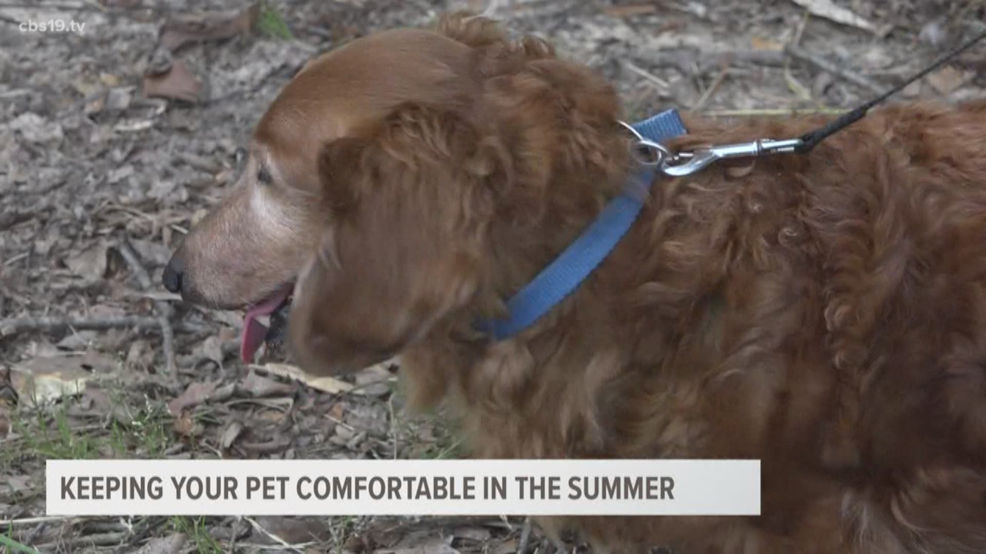 As temperatures continue to rise it's important to remember to protect your pets from the hot summer days. A local vet provides tips to keeping your pets safe and comfortable in the summer.
