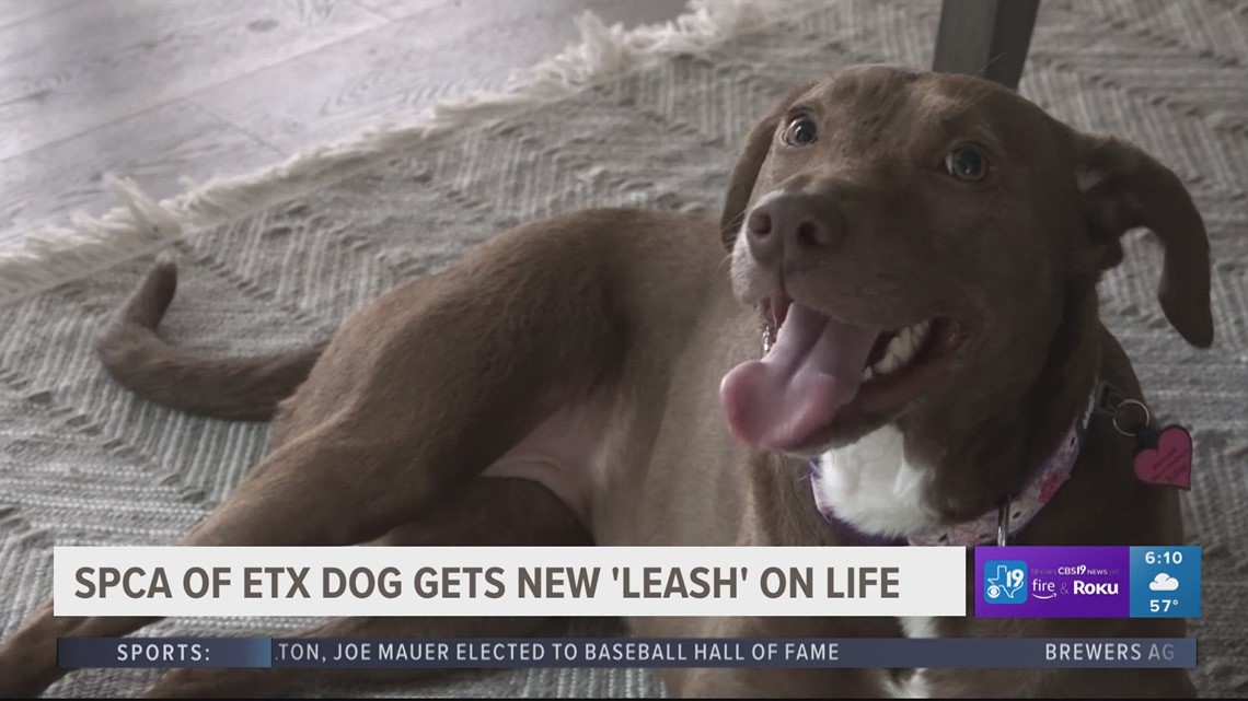 SPCA of East Texas provides one dog a second chance at life - Vimarsana News