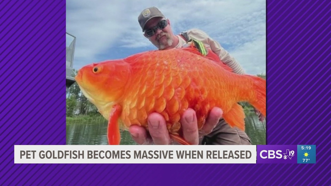 BIG FISH, LITTLE POND | Pet goldfish becomes massive when released into ...