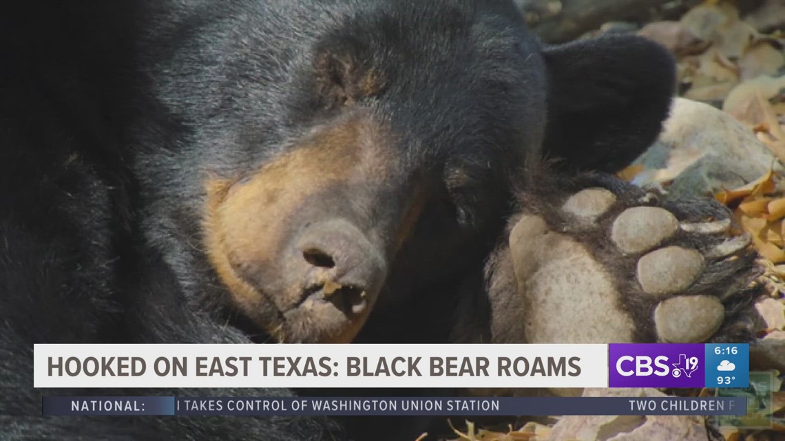 Hooked on East Texas: the black bear roams