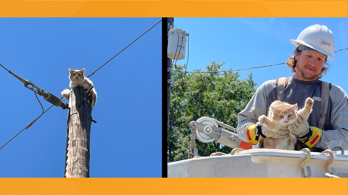 Longview Animal Control saves cat from atop power pole cbs19.tv