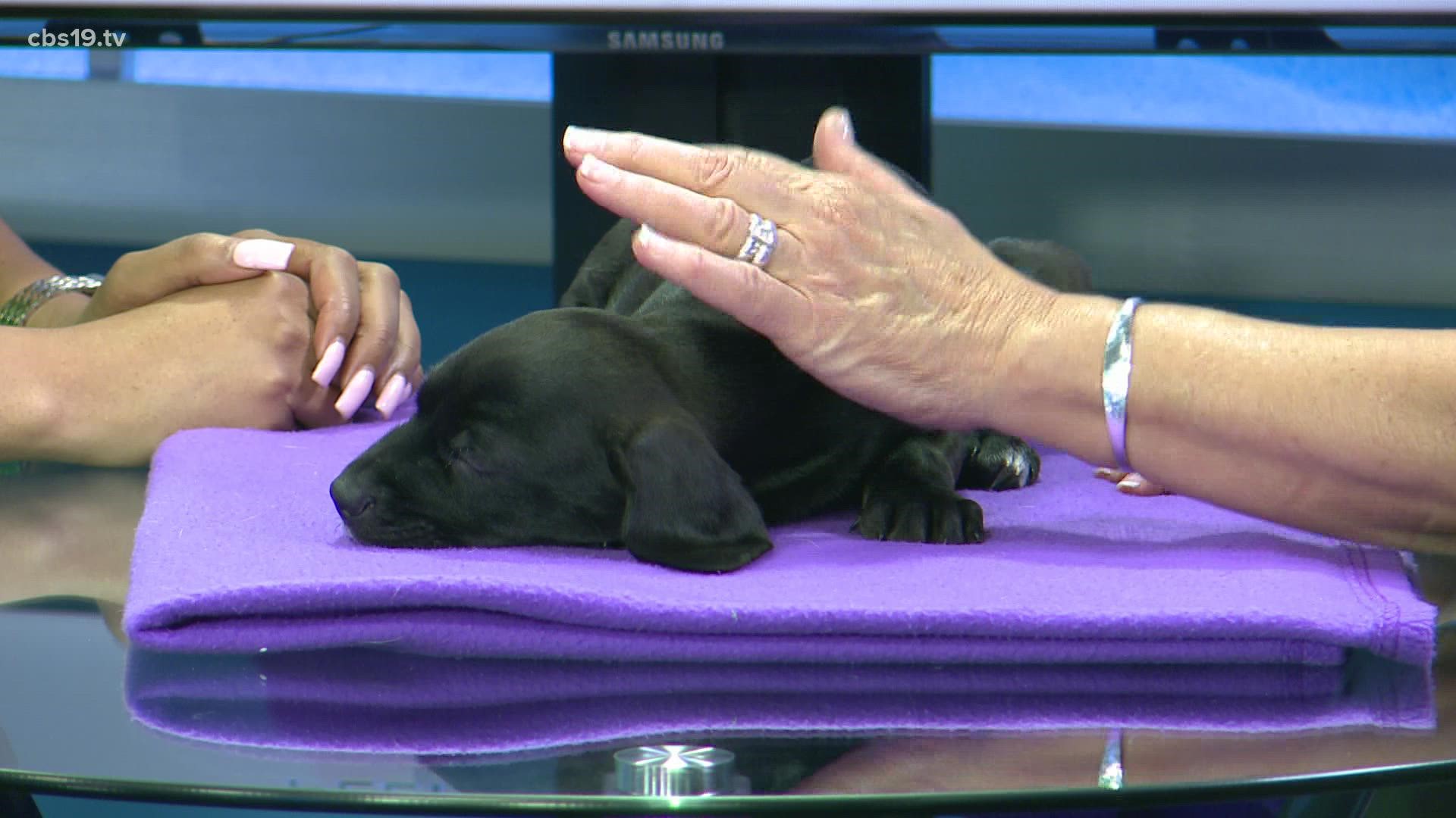To adopt this sweet pup, visit spcaeasttx.com.