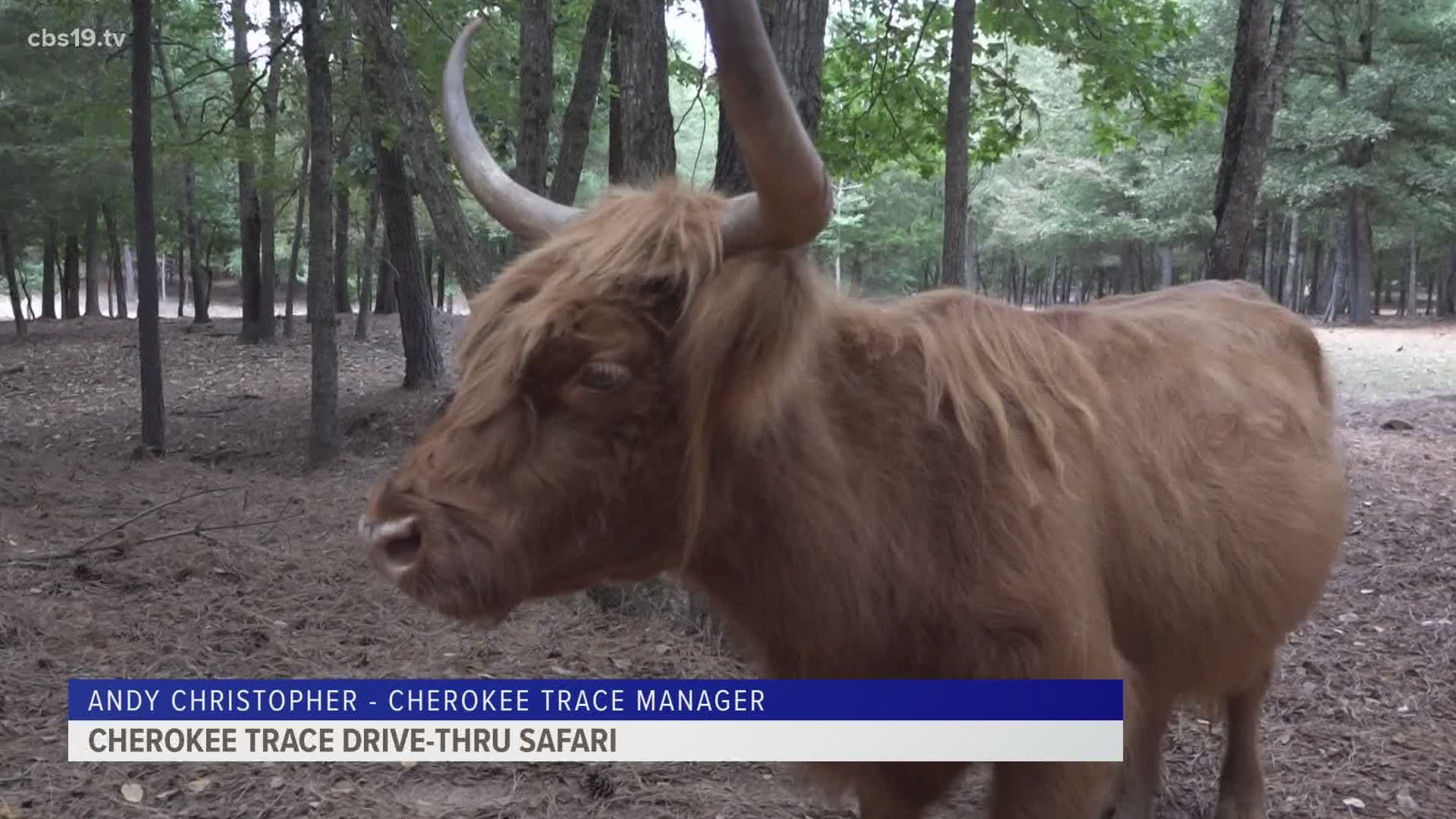 Jacksonville drivethru safari allows visitors to experience exotic