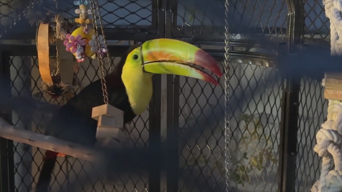 Missing toucan in Nevada found safe after flying into garage