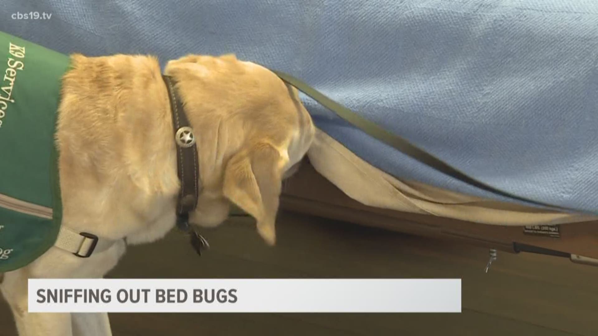 dog that sniffs out bed bugs