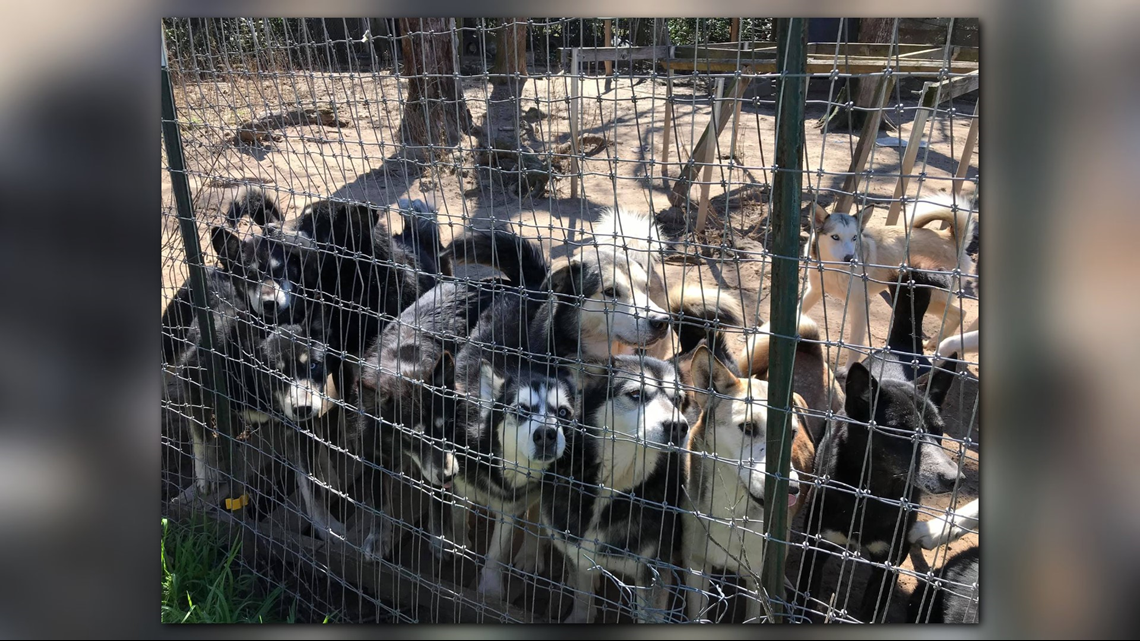 EXCLUSIVE Dozens of dogs rescued from East Texas home cbs19.tv