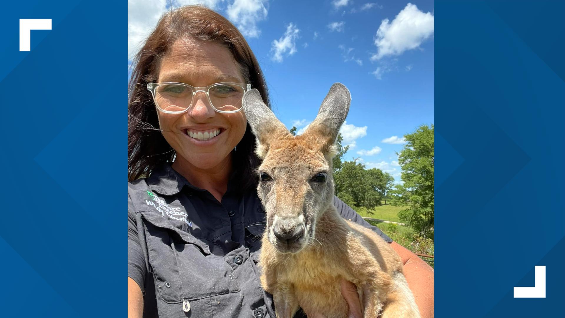 East Texas educational wildlife program kangaroo found safe after Tropical Storm Beryl