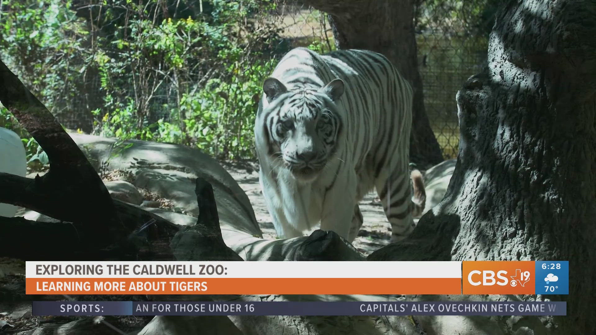 For more behind-the-scenes zoo content, watch CBS19 on Fridays during Morning Y'all for the weekly segment, Exploring the Caldwell Zoo.