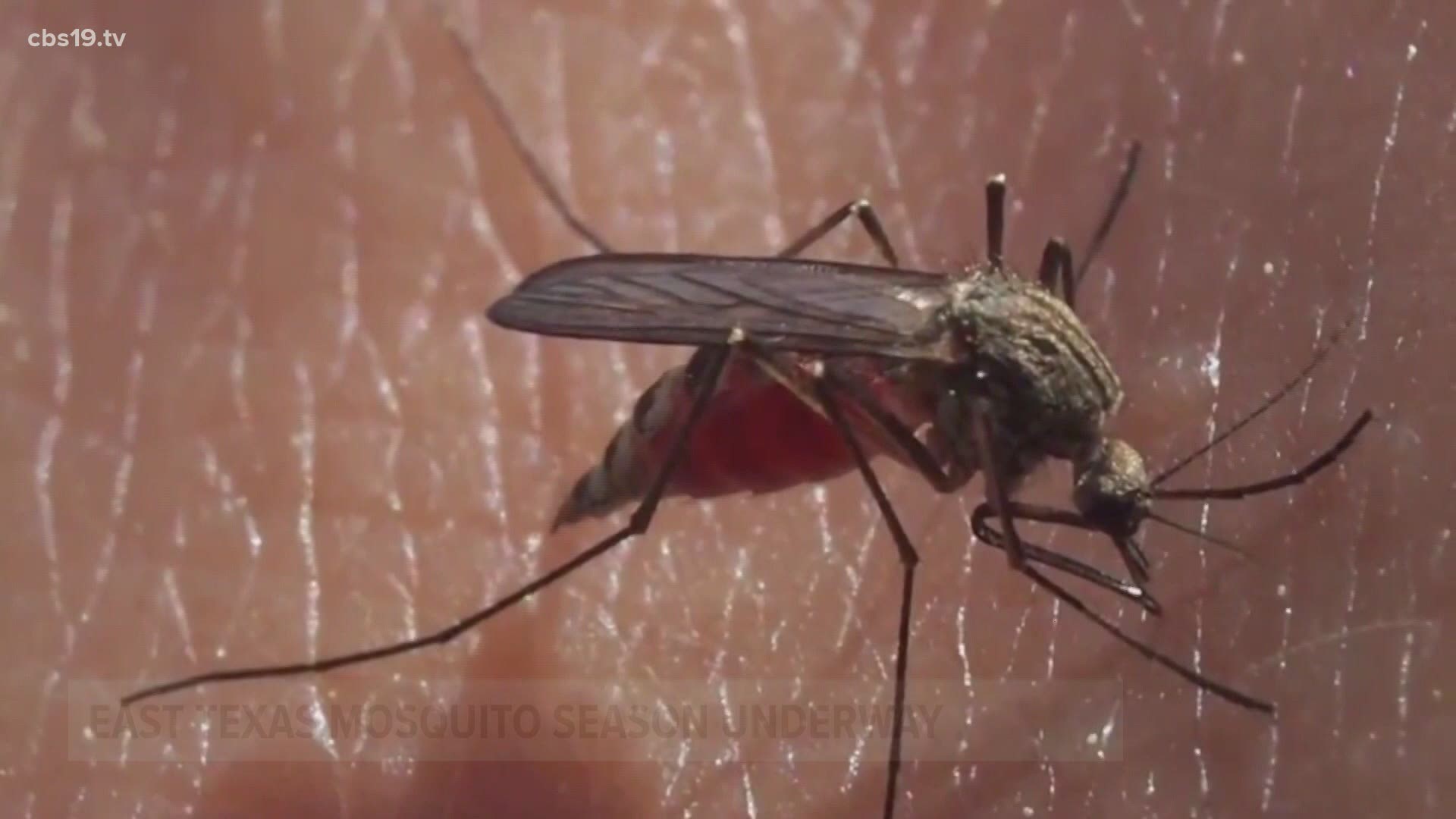 While the February freeze harmed many East Texas plants and fish, Randy Rexroalt says it had the opposite effect on mosquitos.