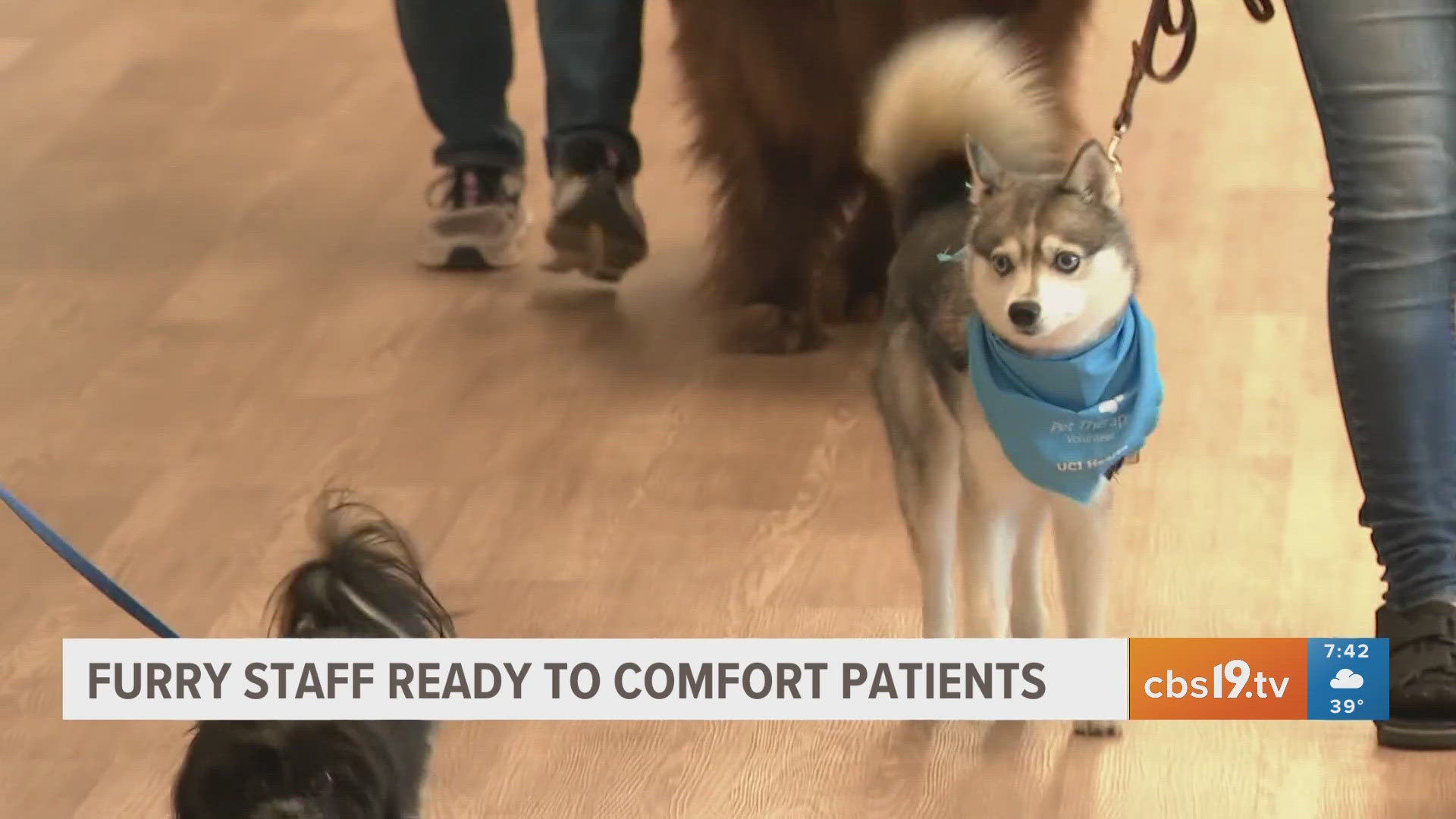 Therapy dogs ready to comfort patients at hospital | cbs19.tv