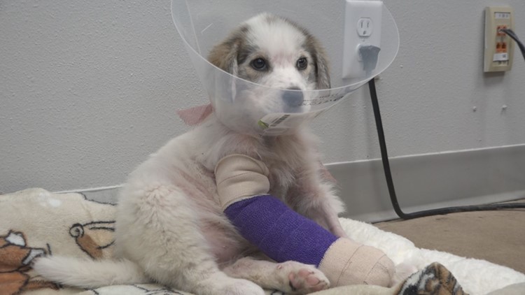 ROAD TO RECOVERY: Puppy found severely injured, abandoned on East Texas highway