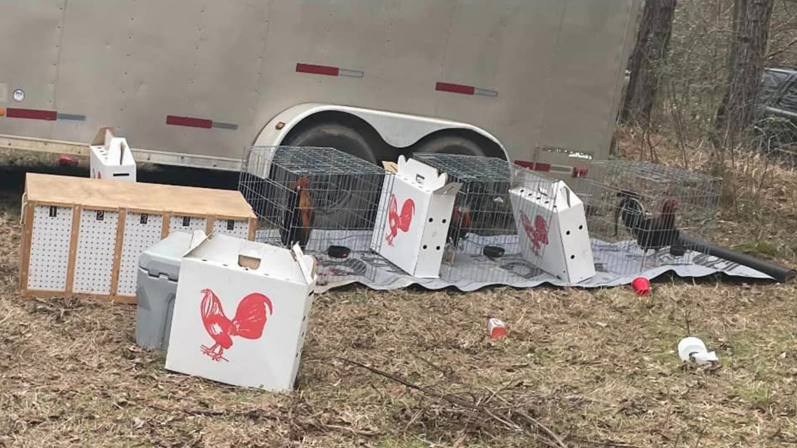 24 Arrested 88 Roosters Seized In Alleged Cockfighting Ring Cbs19tv 