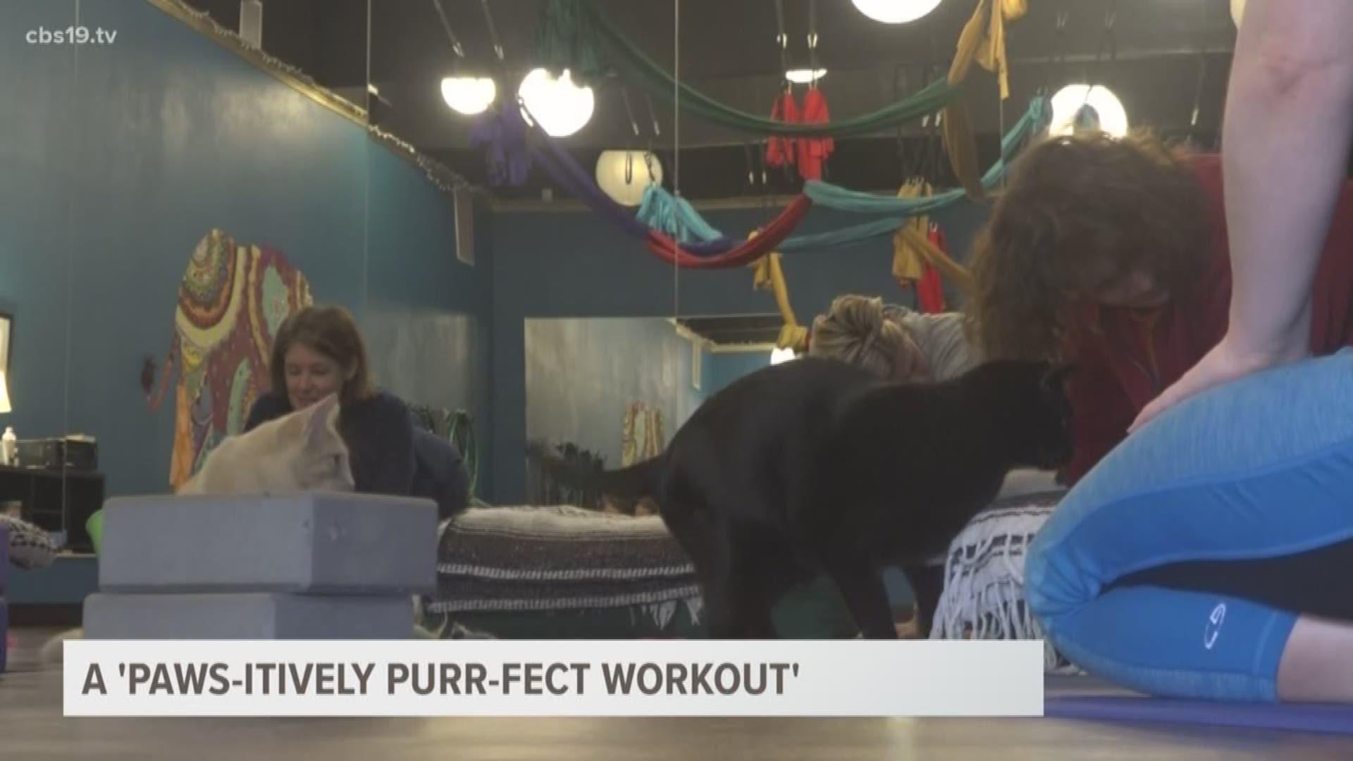 A workout studio in Flint, Texas, offers cat yoga while also working with a cat rescue organization to place cats in forever homes.