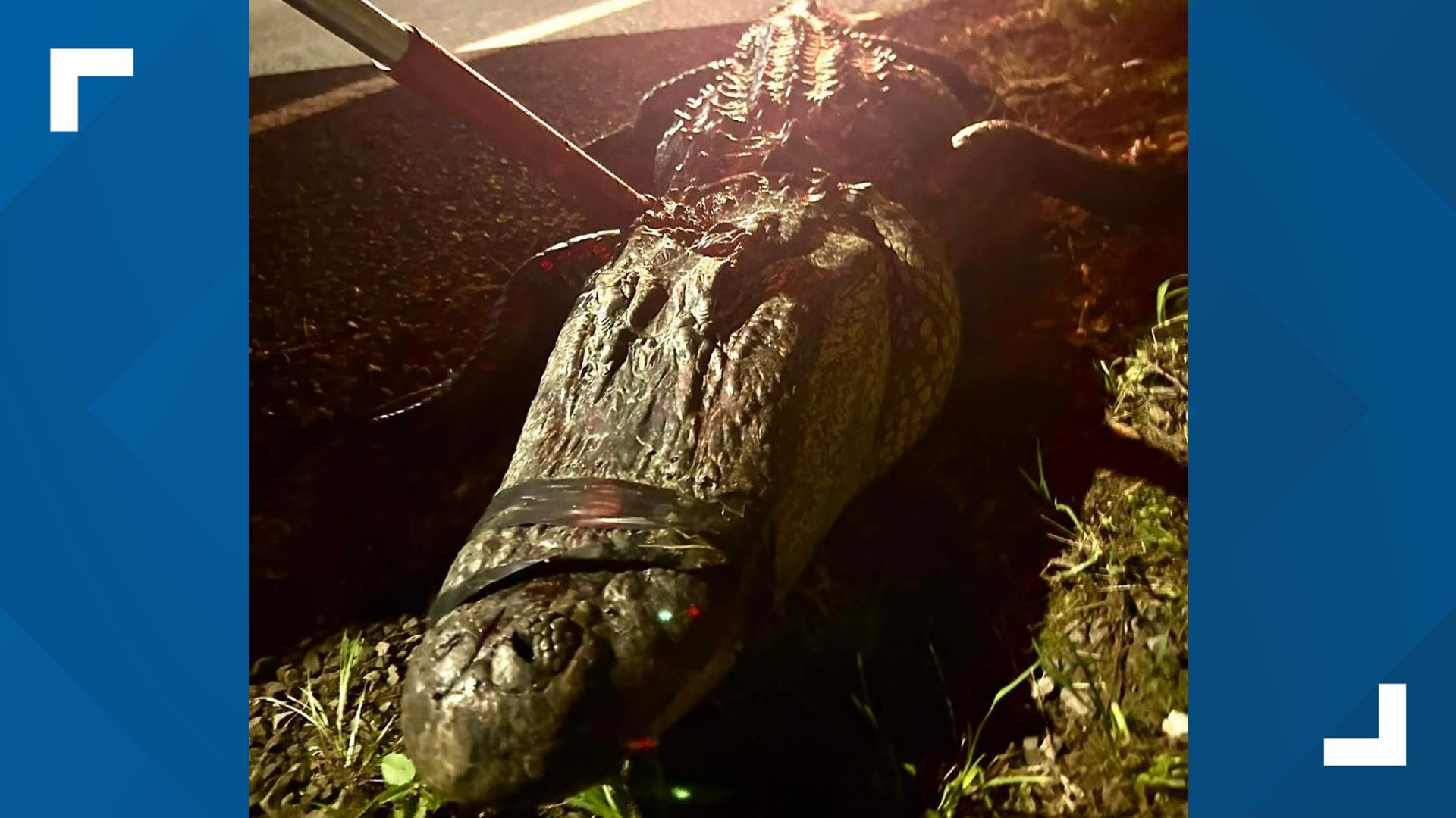 Officials safely escort alligator from Texas town to Sabine River ...