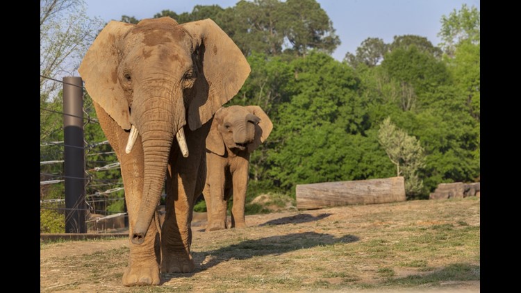 Caldwell Zoo adds two elephants to their animal family | cbs19.tv