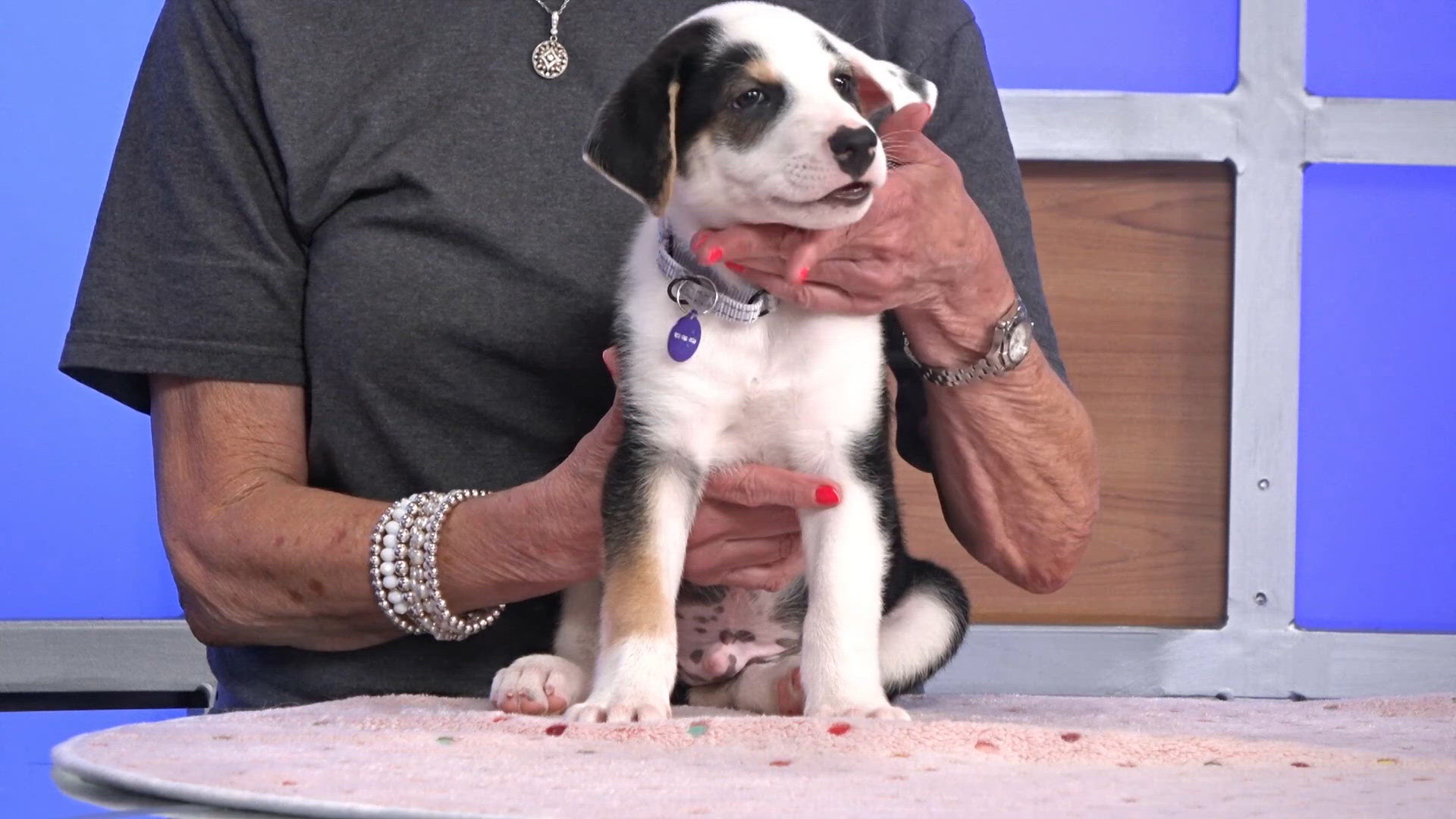 TUESDAY TAILS: Meet Fred from the SPCA of East Texas