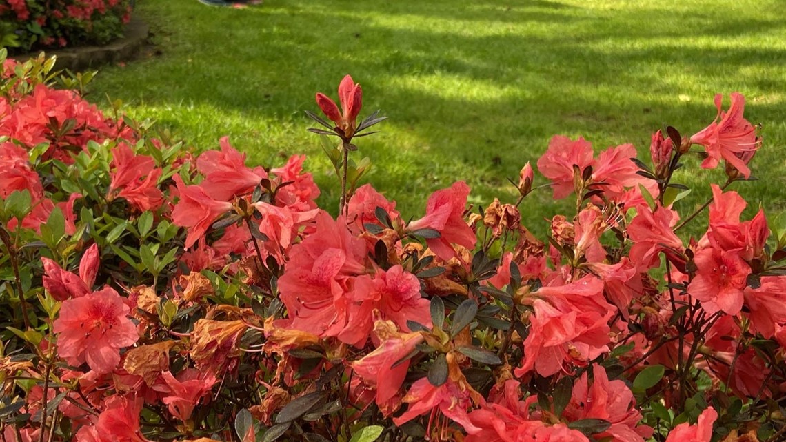 Azalea and Spring Flower Trail open to visitors | cbs19.tv