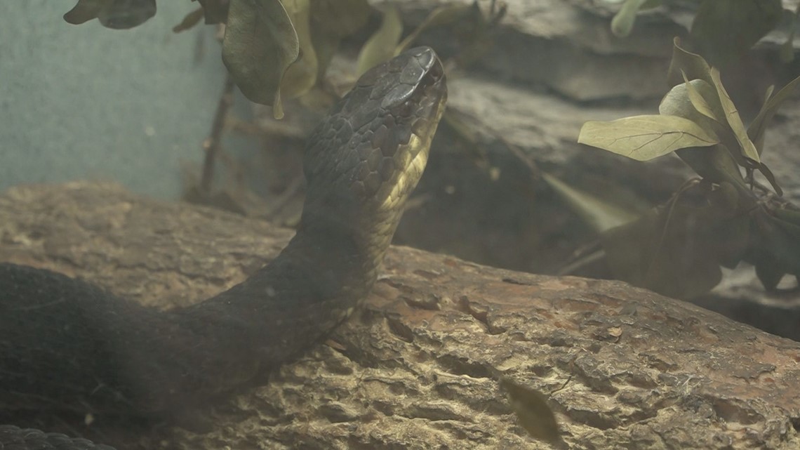 Snake Season Gets Underway In East Texas | Cbs19.tv