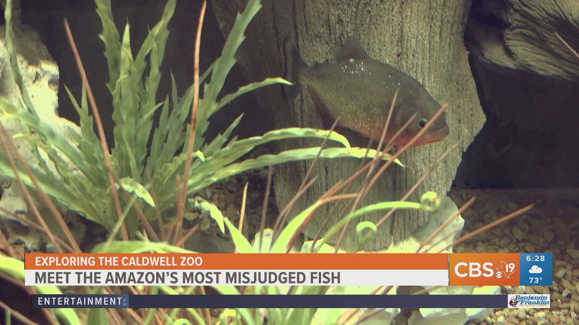 For more behind-the-scenes zoo content, watch CBS19 on Fridays during Morning Y'all for the weekly segment, Exploring the Caldwell Zoo.