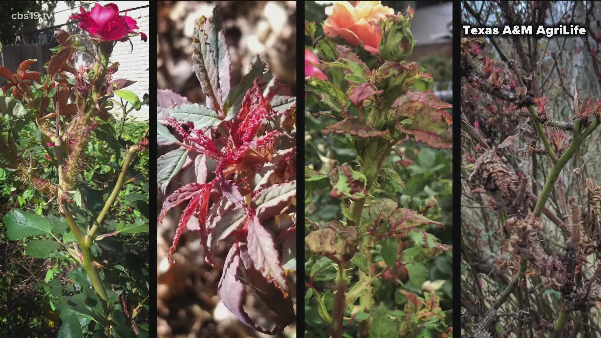 What To Know About Rose Rosette Disease Cbs19tv 