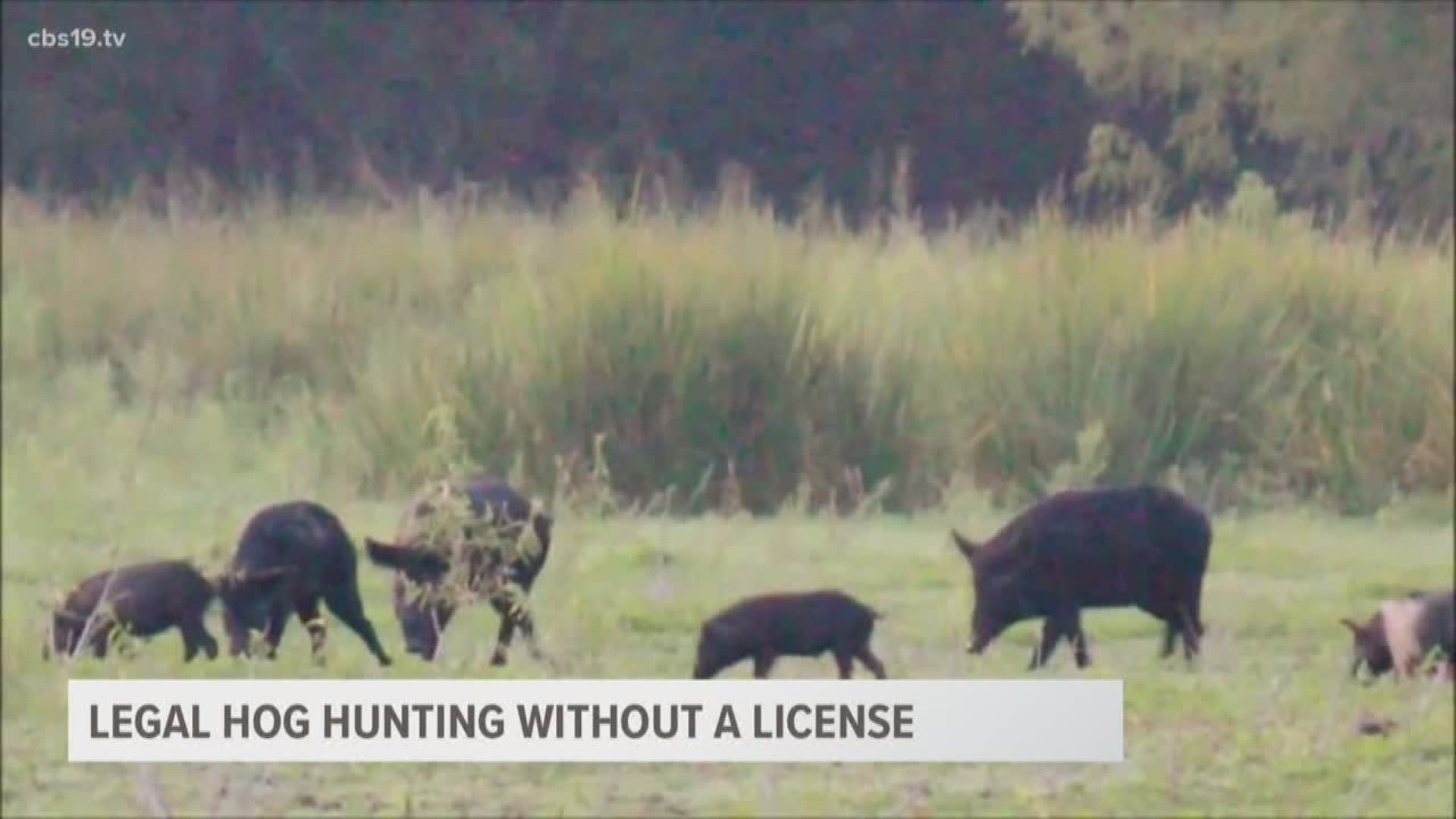 Gov. Abbott signed a bill allowing hunting of wild hogs without a license on May 31st.