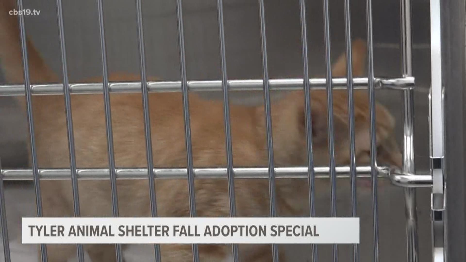 For six fleece blankets the Tyler animal shelter will waive fees for cats with any orange fur.