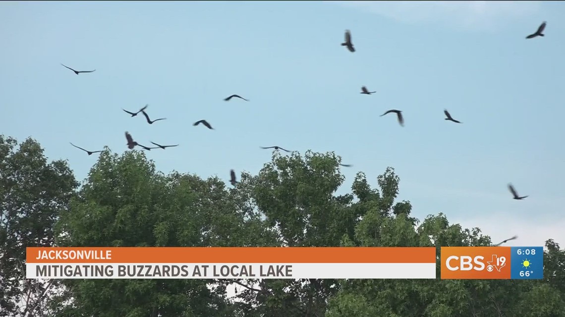 City of Jacksonville combatting overpopulation of buzzards around local lake, park