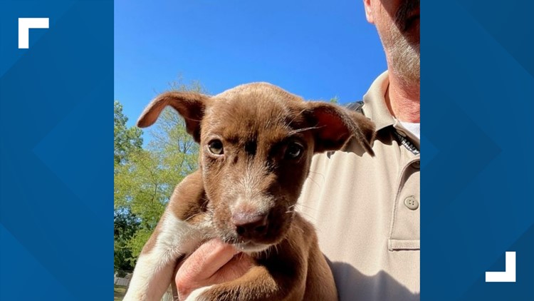 East Texas police department investigating after animal control officer saves puppy found tied up in trash can