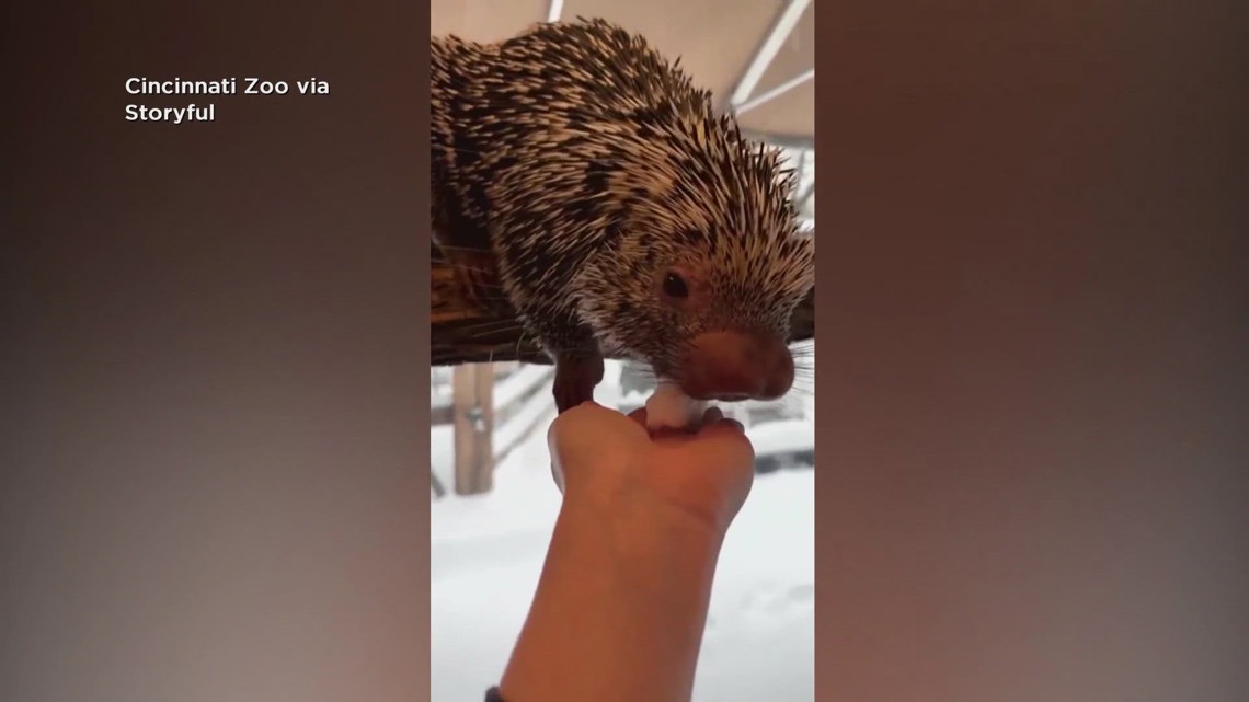 Brazilian porcupine enjoys munching snow