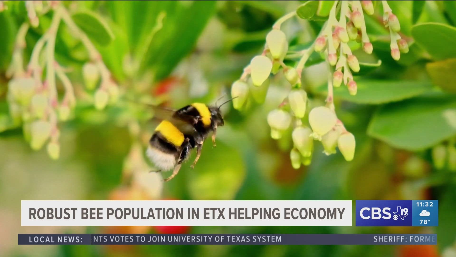 Local bees are helping local economy cbs19.tv