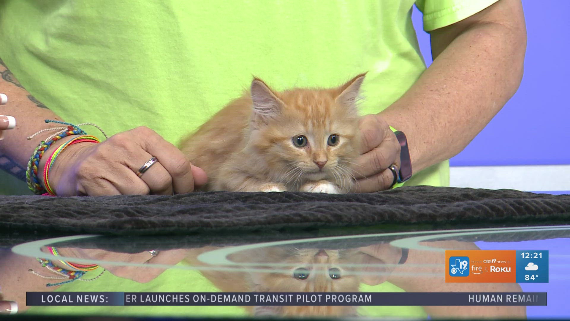 TUESDAY TAILS: Meet Tito from the SPCA of East Texas