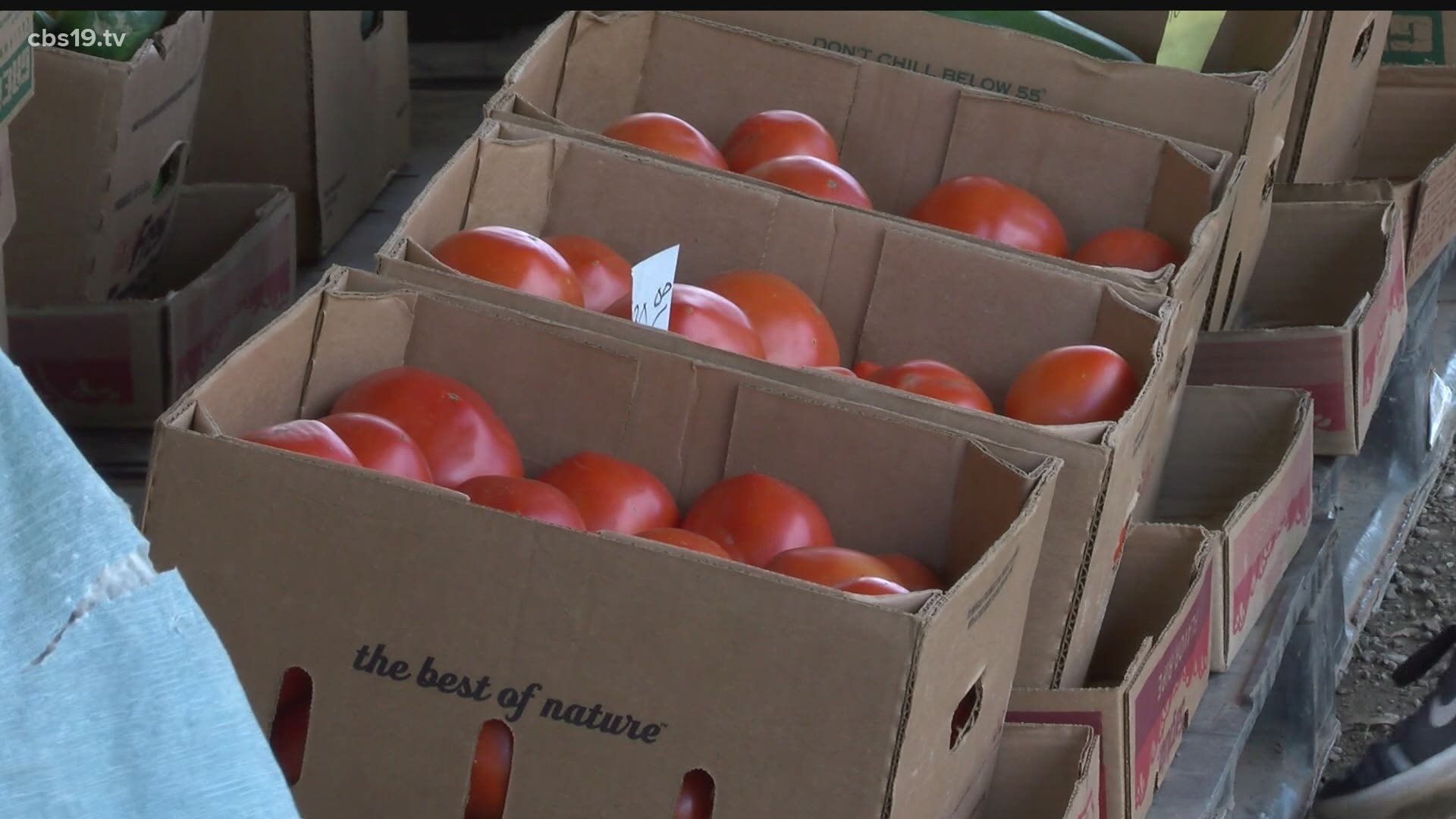 TOTALLY EAST TEXAS Jacksonville Tomato Fest cbs19.tv