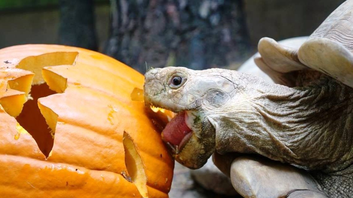 "Boo" at the zoo returns after pandemic pause - Vimarsana News
