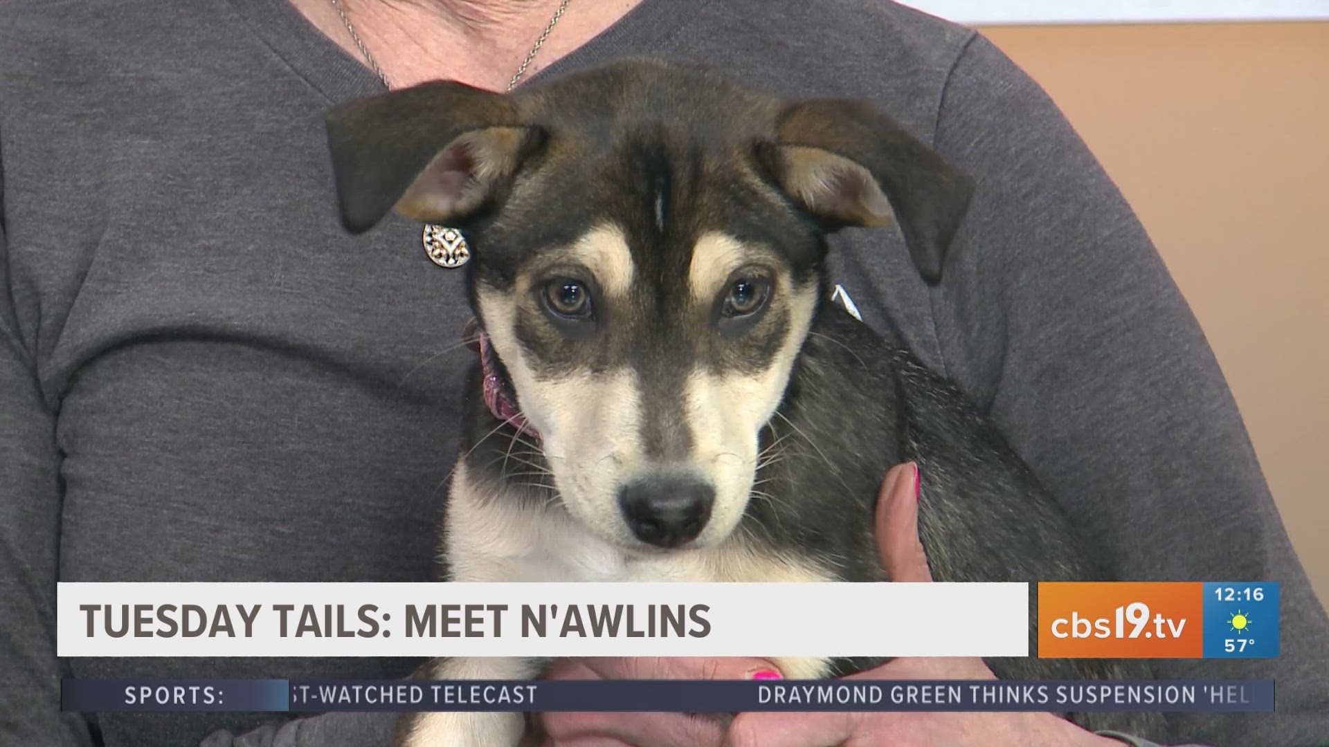 TUESDAY TAILS: Meet N’awlins from the SPCA of East Texas