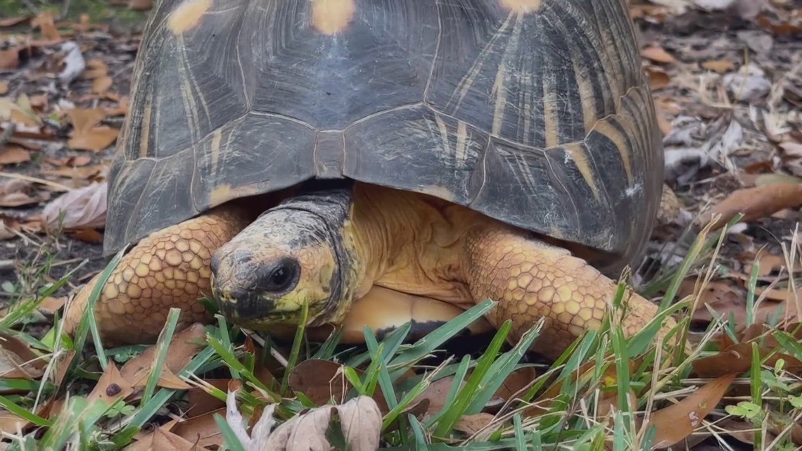 EXPLORING THE CALDWELL ZOO: Rupert the radiated tortoise finds safe haven