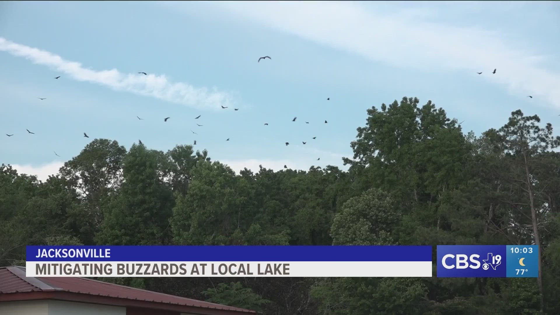 At Lake Jacksonville Park many buzzards are making multiple nest around the area. The city is taking action in order to keep them from damaging local property.