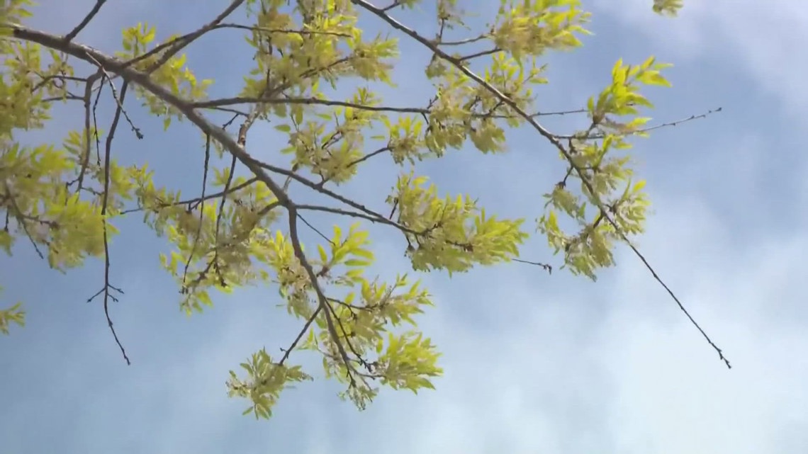 Texas Spring Pollen Tree pollen brings start of spring allergy season in East Texas | cbs19.tv