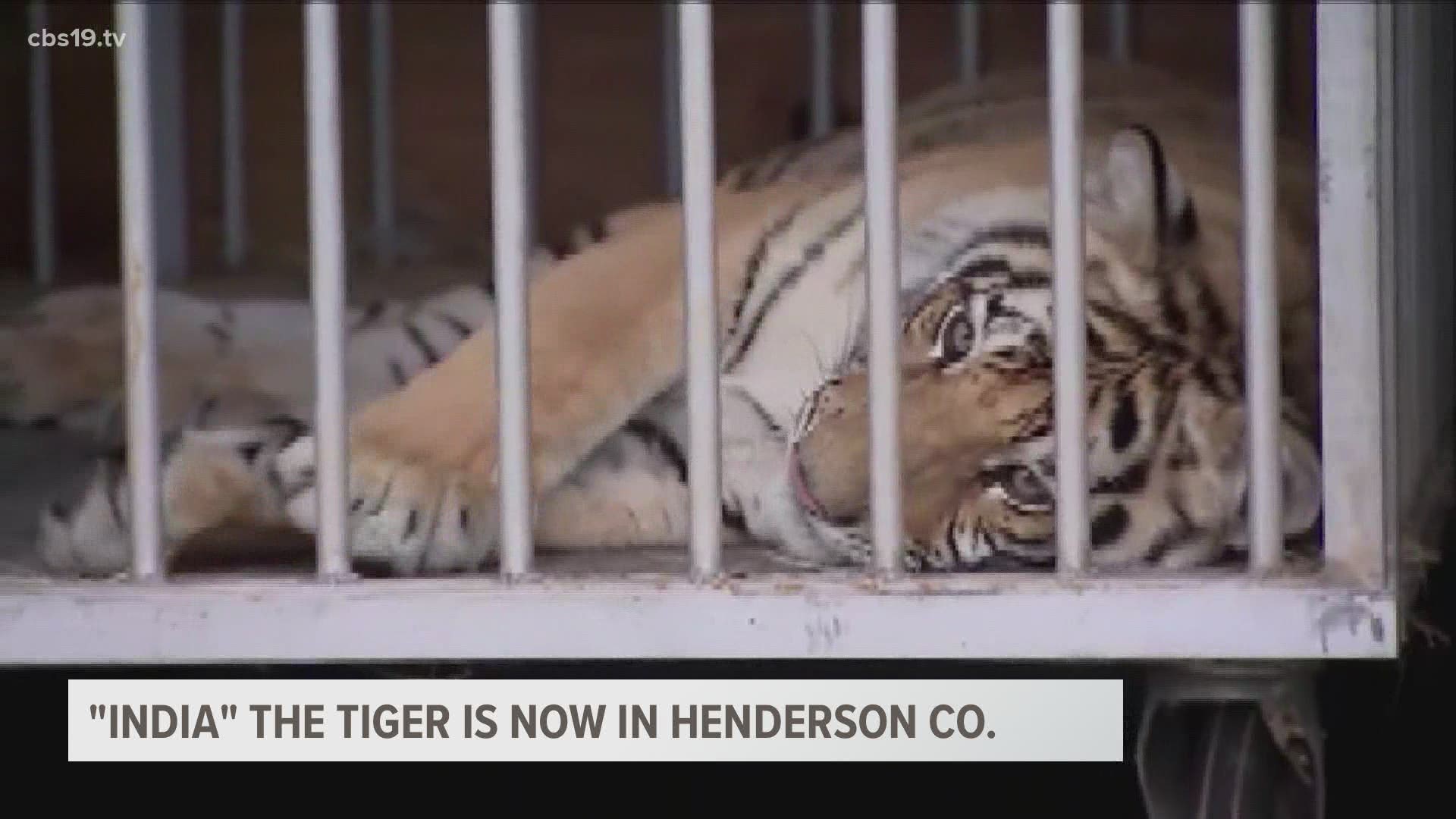"India" the tiger is now in Henderson Co.