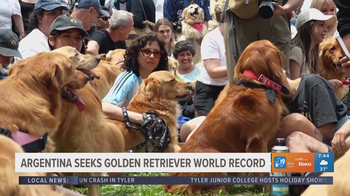 Argentina seeks to break Golden Retriever world record