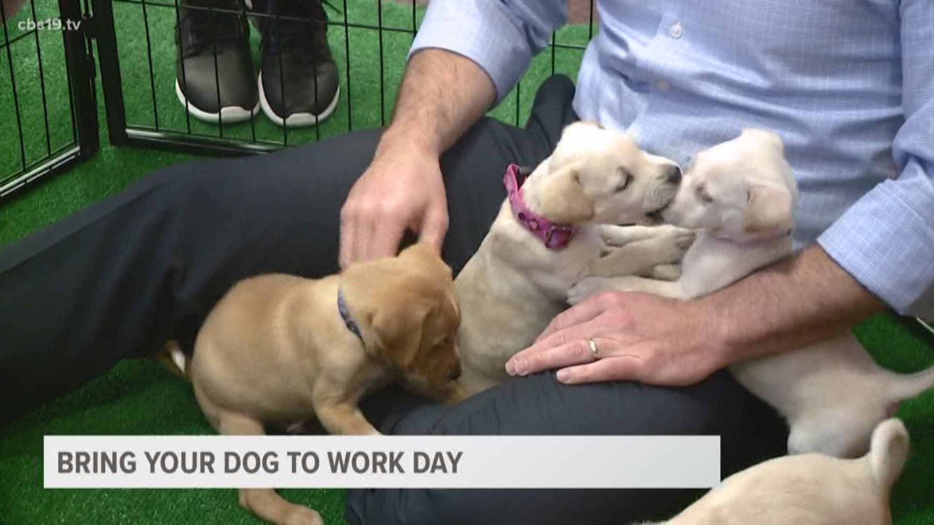 Today is National Bring Your Dog to Work Day!