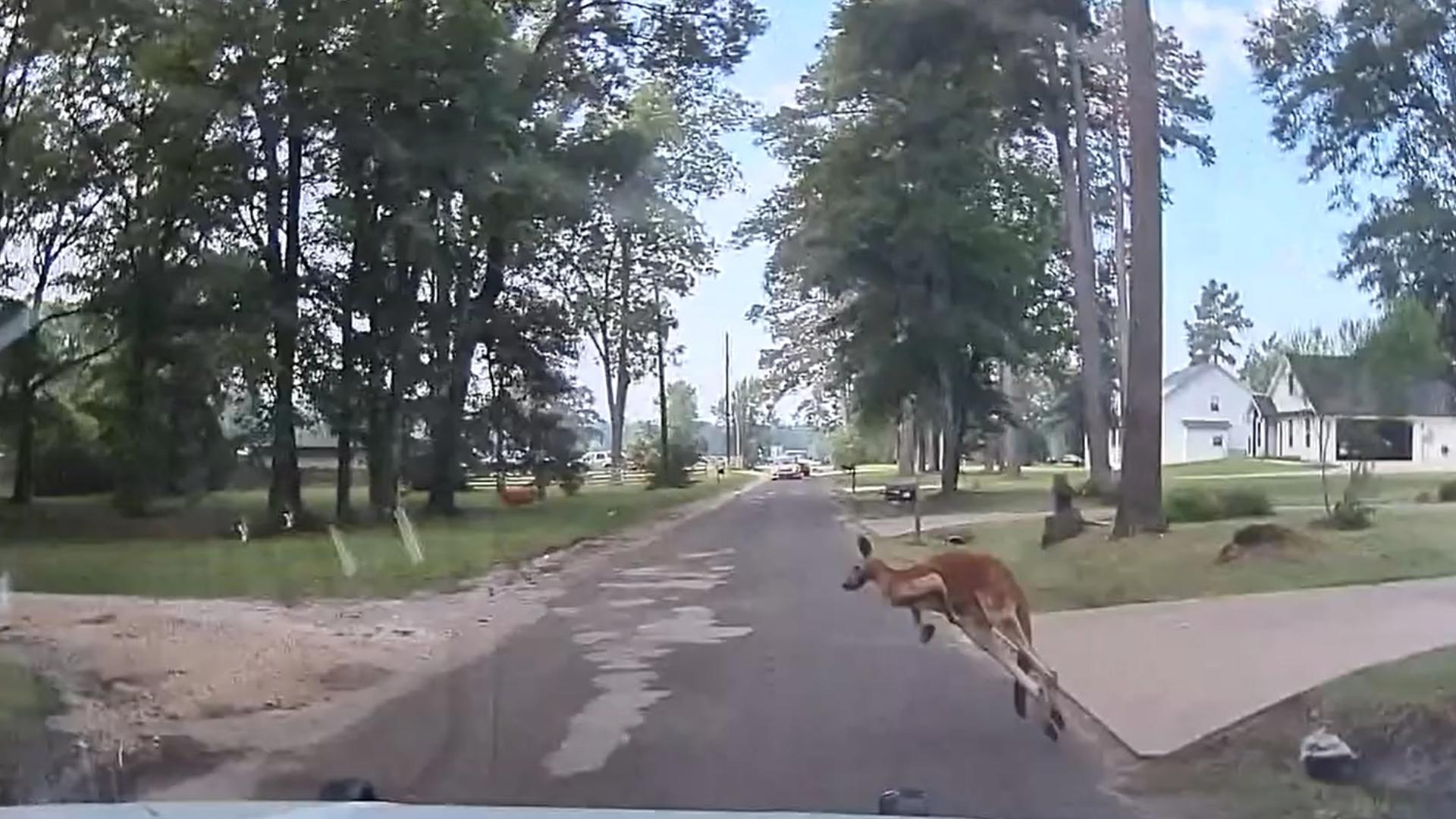 Meanwhile in Lufkin....On Sunday morning, officers responded to reports of a kangaroo hopping down Fuller Springs Dr.