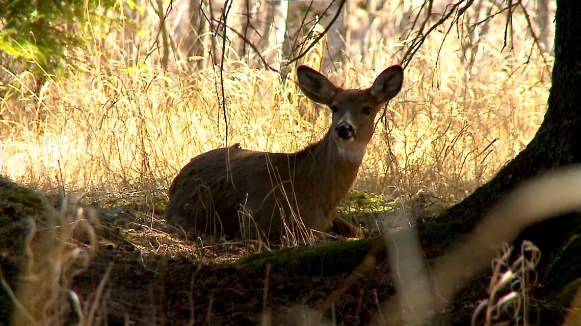 TIPS: How to stay safe while hunting - Vimarsana News